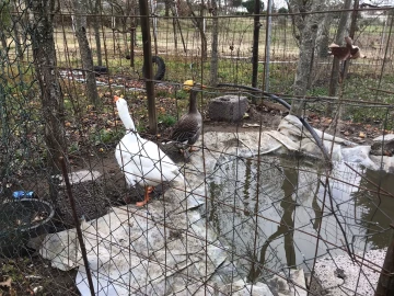 Quinta T3 para Venda em Rio Torto e Lagarinhos