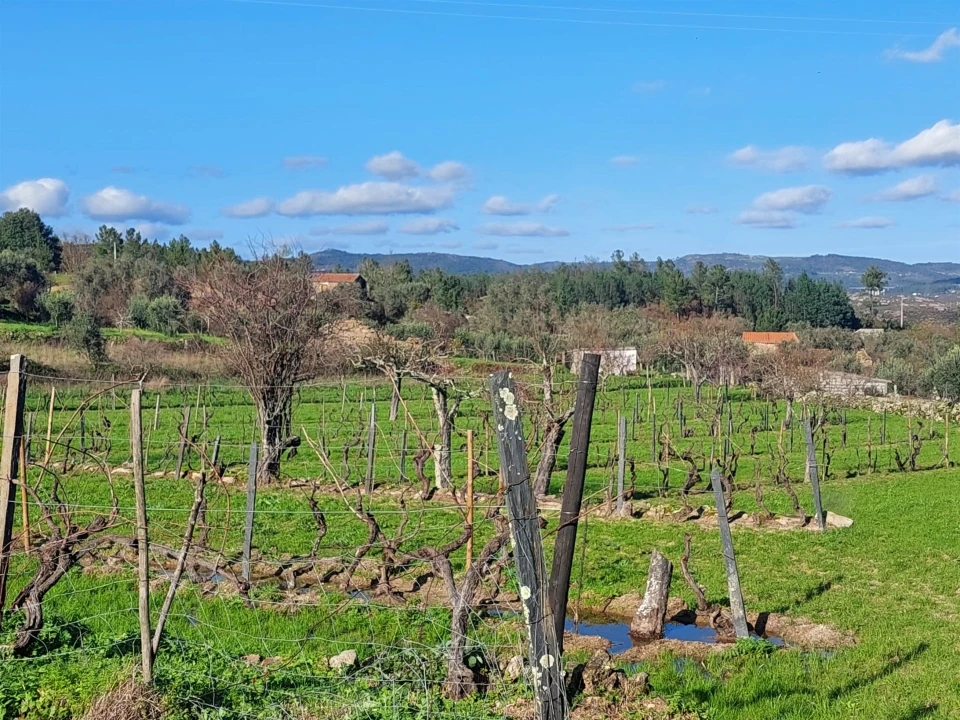 Quinta T0 para Venda em Ribamondego Foto 2