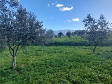 Quinta T0 para Venda em Ribamondego