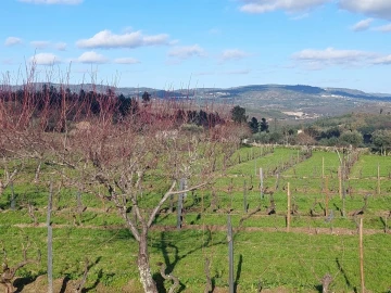 Quinta T0 para Venda em Ribamondego