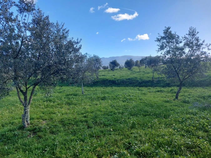 Quinta T0 para Venda em Ribamondego Foto 10
