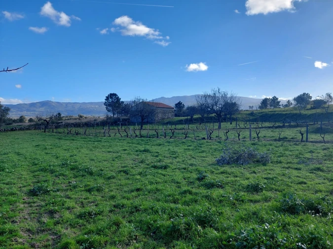 Quinta T0 para Venda em Ribamondego Foto 3