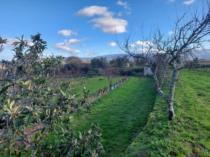 Quinta T0 para Venda em Ribamondego Foto 6