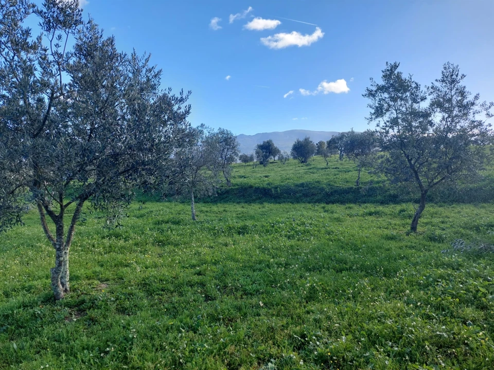 Quinta T0 para Venda em Ribamondego Foto 10