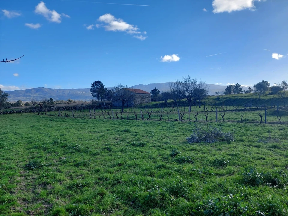 Quinta T0 para Venda em Ribamondego Foto 3