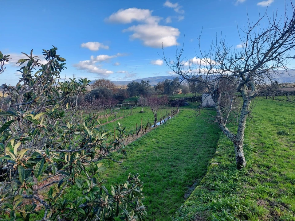 Quinta T0 para Venda em Ribamondego Foto 6