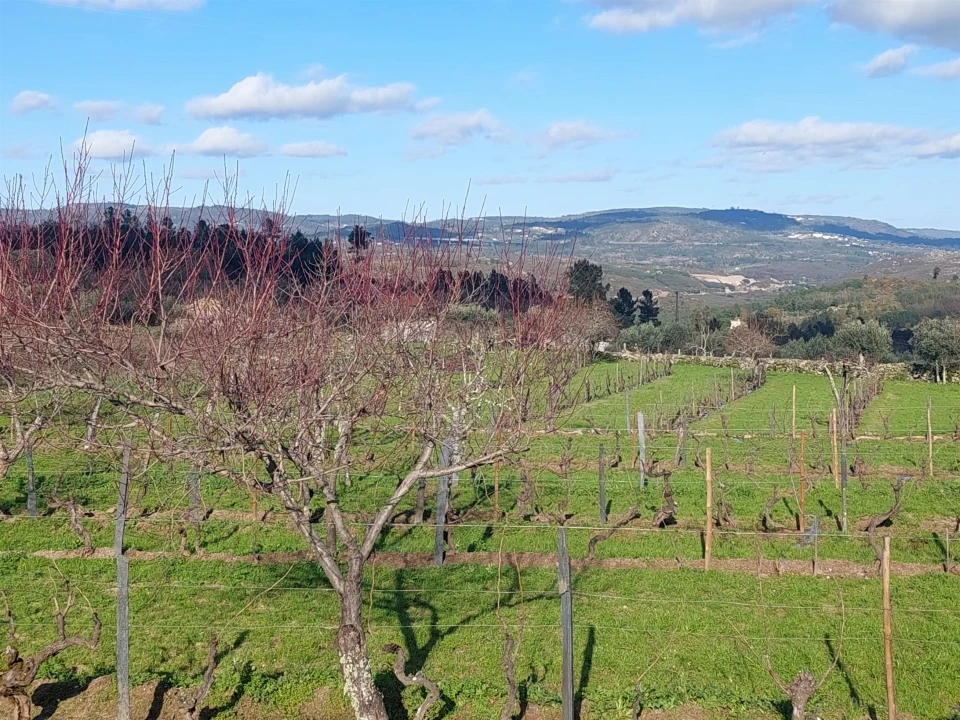 Quinta T0 para Venda em Ribamondego Foto 1