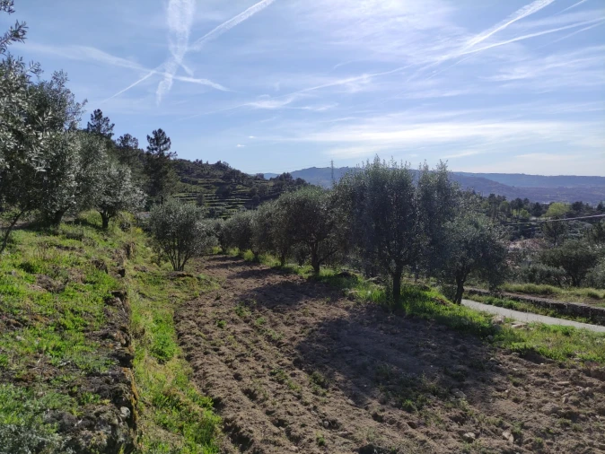 Quinta T0 para Venda em Sobral da Serra Foto 5