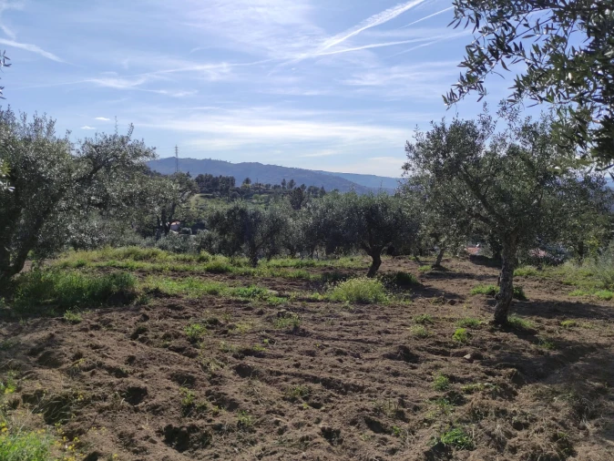 Quinta T0 para Venda em Sobral da Serra Foto 4