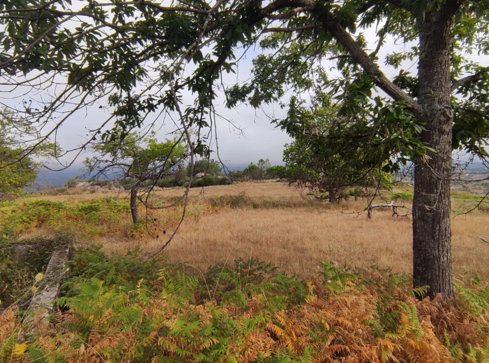 Quinta T0 para Venda em Figueiró da Serra e Freixo da Serra Foto 3