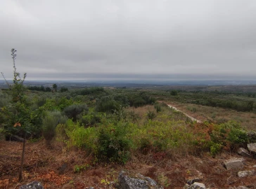 Quinta T0 para Venda em Figueiró da Serra e Freixo da Serra