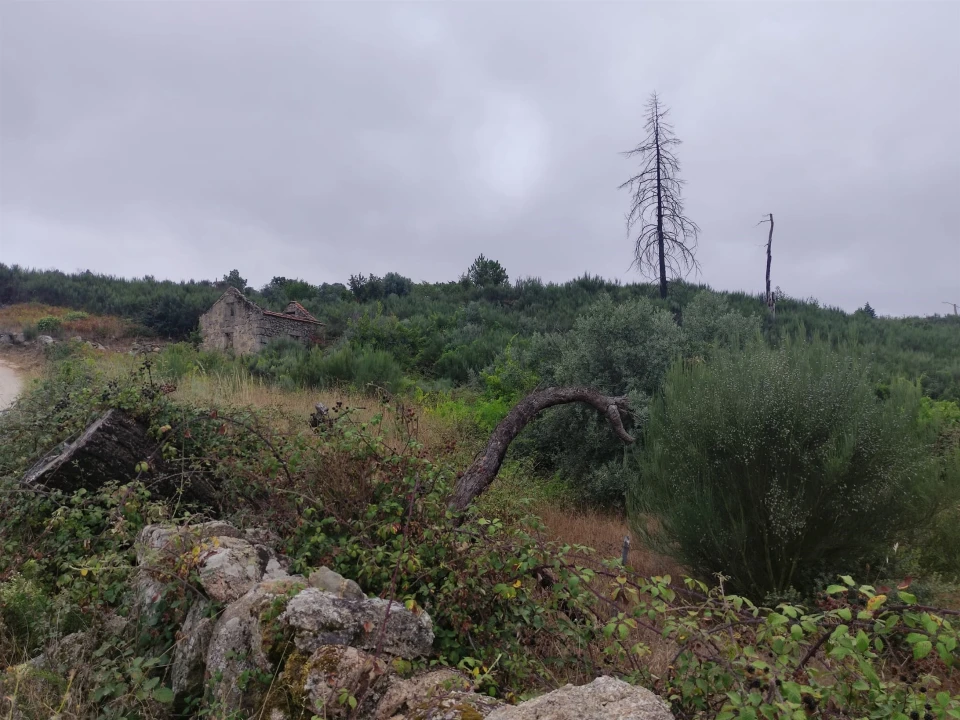 Quinta T0 para Venda em Figueiró da Serra e Freixo da Serra Foto 2