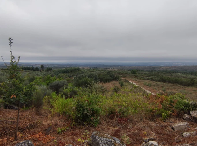 Quinta T0 para Venda em Figueiró da Serra e Freixo da Serra Foto 9