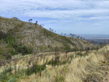 Quinta T0 para Venda em Figueiró da Serra e Freixo da Serra