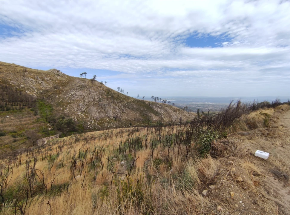 Quinta T0 para Venda em Figueiró da Serra e Freixo da Serra Foto 4