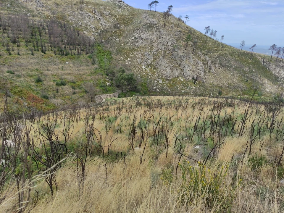 Quinta T0 para Venda em Figueiró da Serra e Freixo da Serra Foto 6