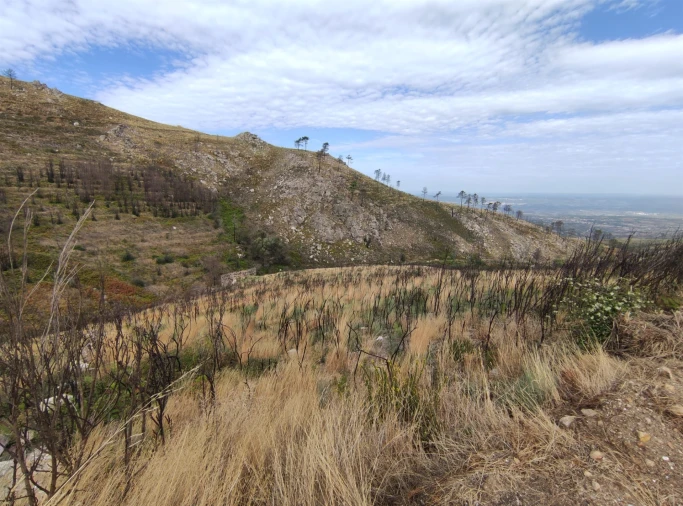 Quinta T0 para Venda em Figueiró da Serra e Freixo da Serra Foto 5