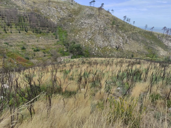 Quinta T0 para Venda em Figueiró da Serra e Freixo da Serra Foto 6