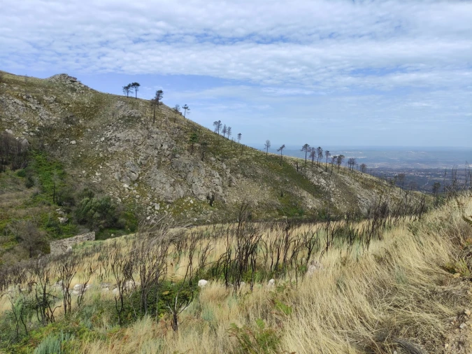 Quinta T0 para Venda em Figueiró da Serra e Freixo da Serra Foto 2