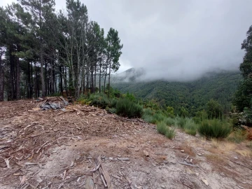 Quinta T0 para Venda em Loriga