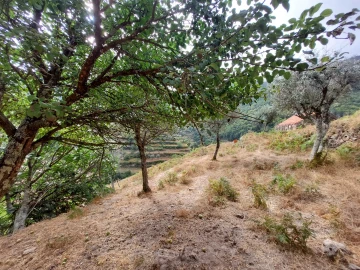 Quinta T0 para Venda em Loriga