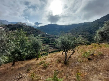 Quinta T0 para Venda em Loriga