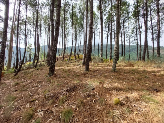 Quinta T0 para Venda em Loriga Foto 23