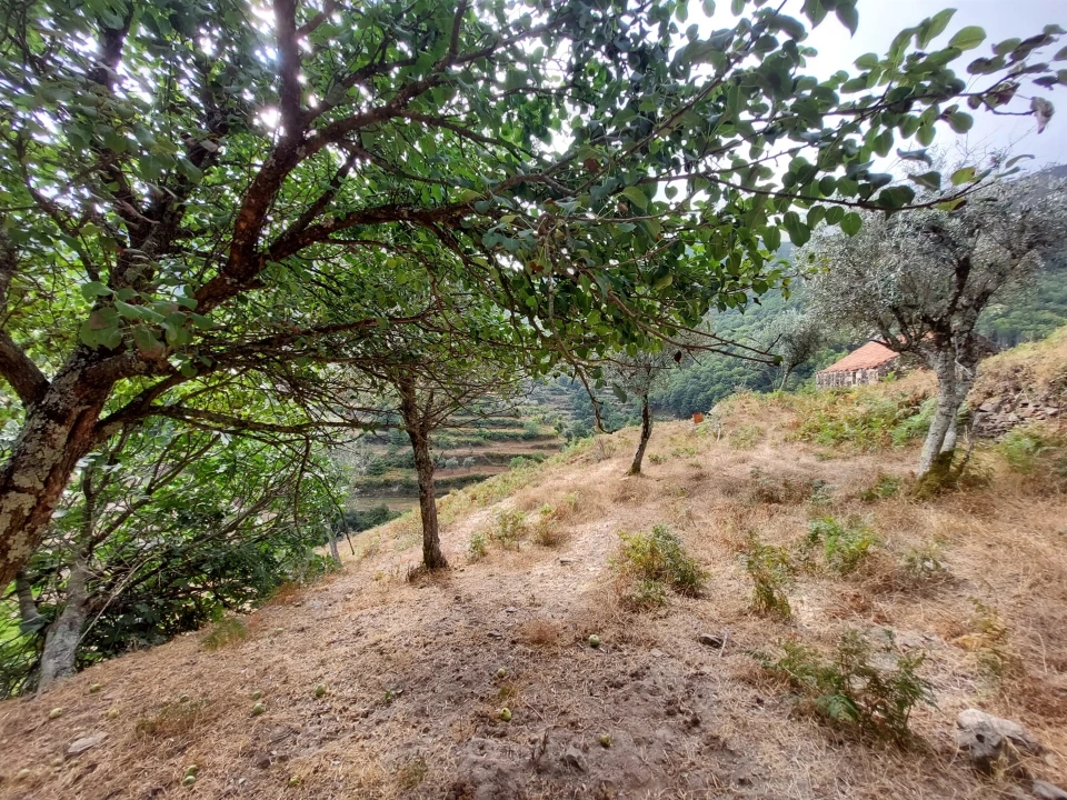 Quinta T0 para Venda em Loriga Foto 21