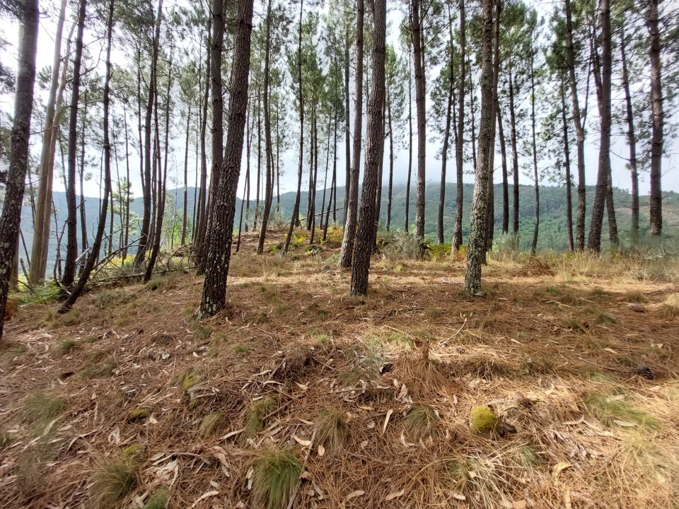 Quinta T0 para Venda em Loriga Foto 23