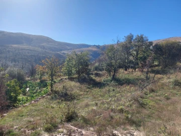Terreno Agricola ou Rústico para Venda em Figueiró da Serra e Freixo da Serra