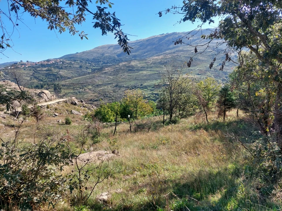 Terreno Agricola ou Rústico para Venda em Figueiró da Serra e Freixo da Serra Foto 1