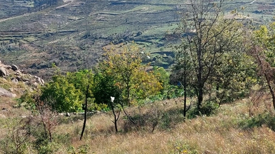 Terreno Agricola ou Rústico para Venda em Figueiró da Serra e Freixo da Serra