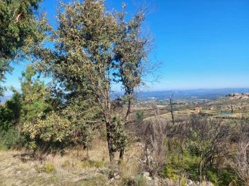 Quinta T0 para Venda em Figueiró da Serra e Freixo da Serra