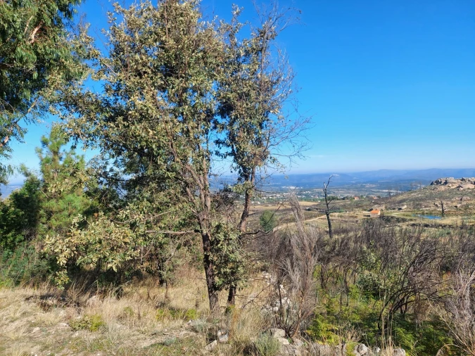 Quinta T0 para Venda em Figueiró da Serra e Freixo da Serra Foto 15