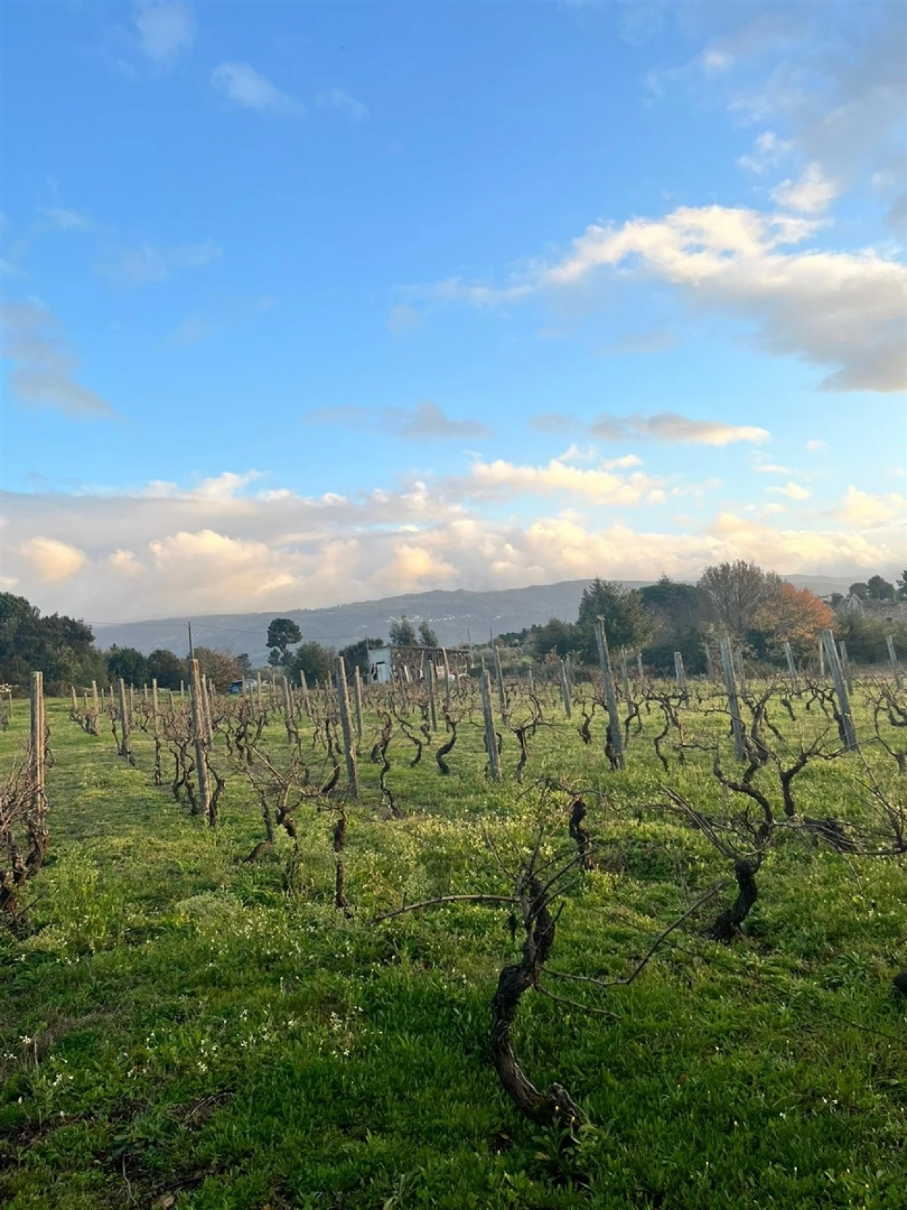 Terreno Agricola ou Rústico para Venda em Santa Comba Foto 6
