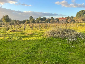 Terreno Agricola ou Rústico para Venda em Santa Comba