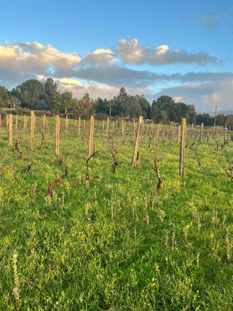 Terreno Agricola ou Rústico para Venda em Santa Comba