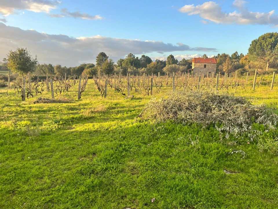 Terreno Agricola ou Rústico para Venda em Santa Comba Foto 3