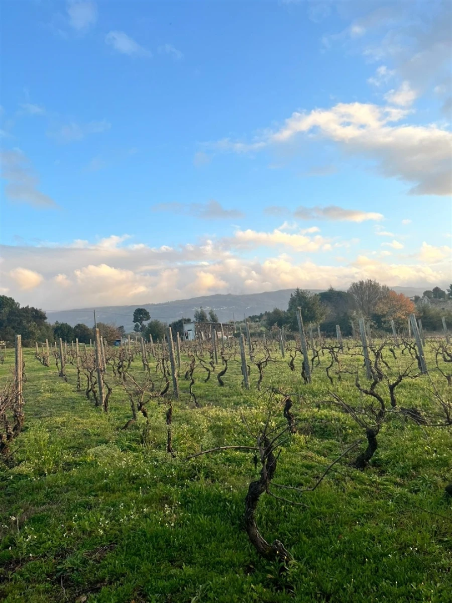 Terreno Agricola ou Rústico para Venda em Santa Comba Foto 6