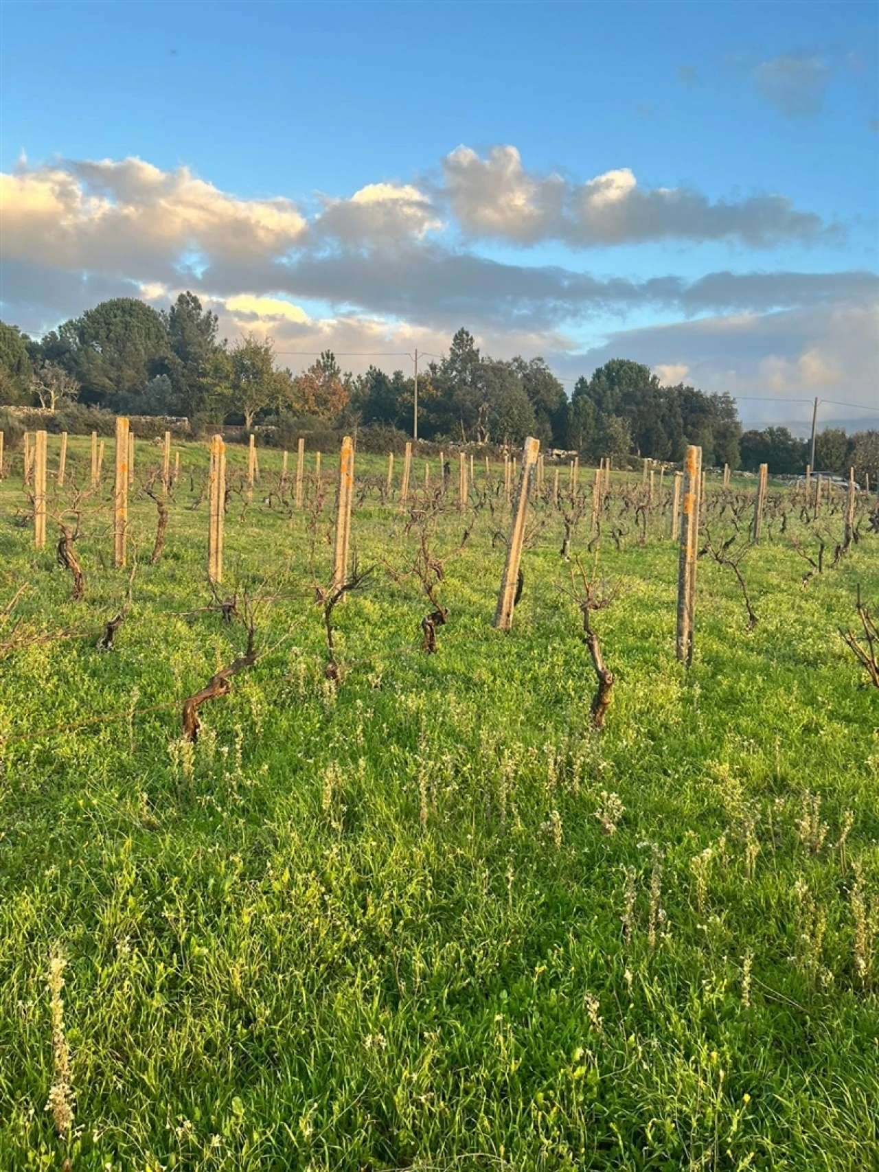 Terreno Agricola ou Rústico para Venda em Santa Comba Foto 2