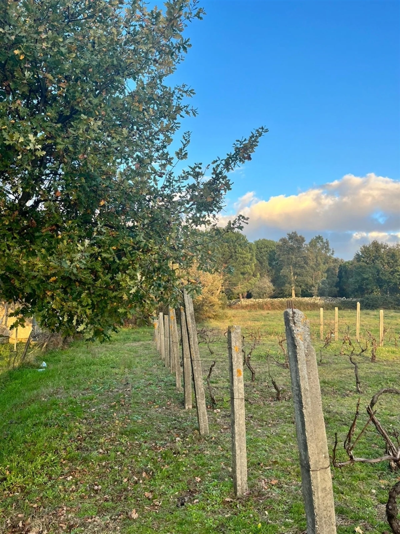Terreno Agricola ou Rústico para Venda em Santa Comba Foto 5