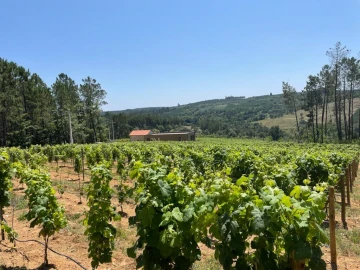 Quinta T0 para Venda em Antas e Matela