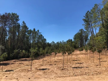 Quinta T0 para Venda em Antas e Matela