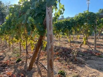 Quinta T0 para Venda em Antas e Matela