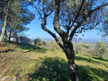 Quinta T1 para Venda em Figueiró da Serra e Freixo da Serra