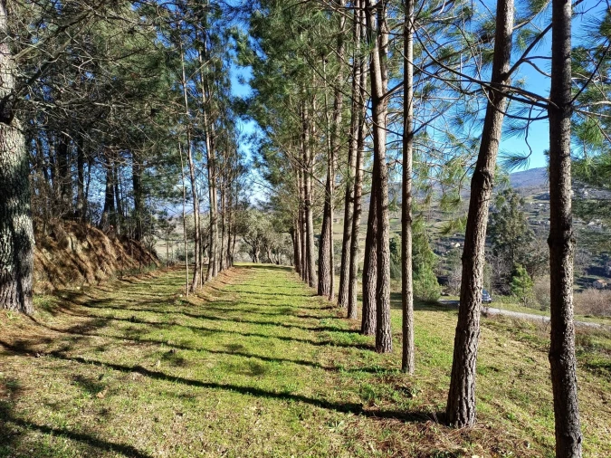 Quinta T1 para Venda em Figueiró da Serra e Freixo da Serra Foto 3