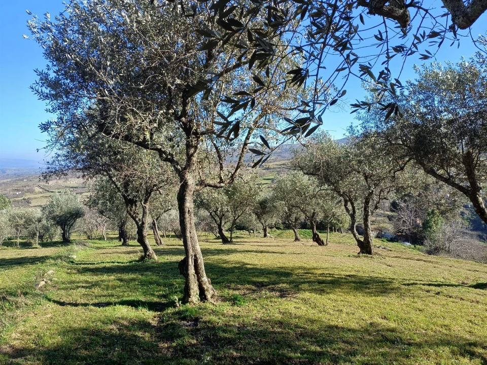 Quinta T1 para Venda em Figueiró da Serra e Freixo da Serra Foto 4