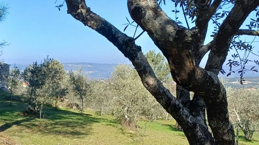 Quinta T1 para Venda em Figueiró da Serra e Freixo da Serra