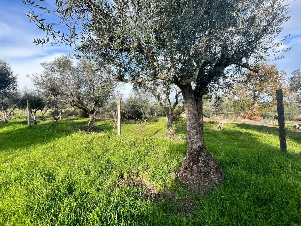 Quinta T0 para Venda em Seixo da Beira Foto 6