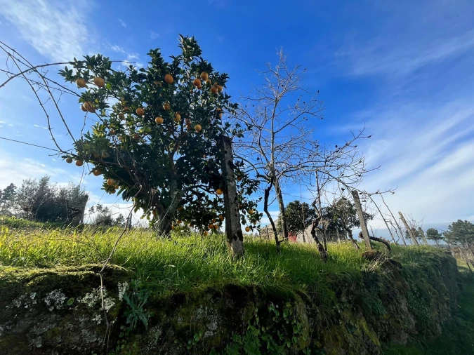 Quinta T0 para Venda em Seixo da Beira Foto 10